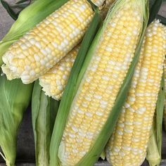 corn on the cob is ready to be cooked