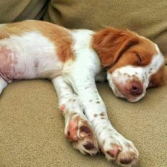 a brown and white dog laying on top of a couch