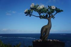 a tree with white flowers growing out of it's trunk next to the ocean