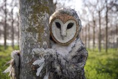 an owl that is sitting on the side of a tree