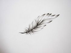 a drawing of a feather on a white background