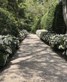 a pathway lined with white flowers and trees