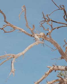 a bird perched on top of a dead tree in the middle of the day with no leaves