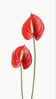 two red flowers with long stems on a white background