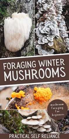 lions mane mushroom, turkey tail mushroom, witch's butter mushroom, oyster mushroom foraging in winter Mushrooms Identification, Foraging Mushrooms, Fungi Recipe, Wild Mushroom Recipes, Oyster Mushroom Recipe, Edible Wild Mushrooms, Mushroom Foraging, Growing Mushrooms At Home, Mushroom Identification