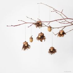 an arrangement of dried acorns hanging from a tree branch