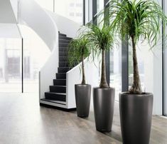 three potted plants are sitting in front of a staircase and glass windows on the floor