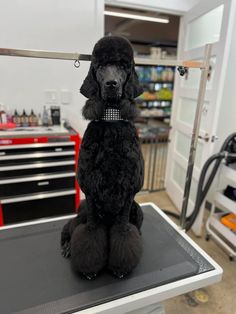 a black poodle sitting on top of a table in a room filled with tools