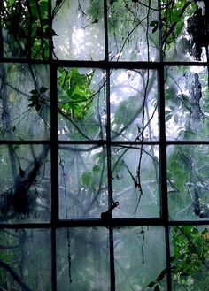 an image of the outside of a window that is covered in leaves and branches with sunlight coming through