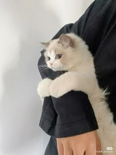 a person holding a cat in their arms