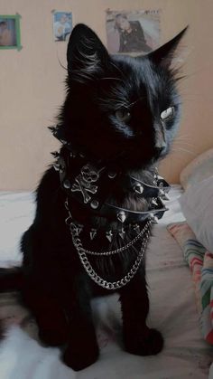 a black cat sitting on top of a bed wearing a collar and chain around it's neck