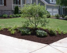 a small tree sitting in the middle of a flower bed next to a sidewalk and house