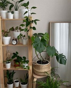 a shelf filled with potted plants next to a mirror