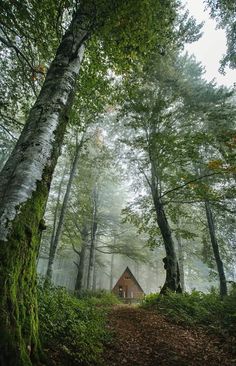 a small cabin in the middle of a forest with trees and leaves on the ground