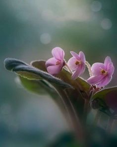 some pink flowers are growing out of the top of a green leafy plant with water droplets in the background