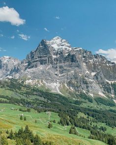 the mountains are covered in snow and green grass, with trees on each side as far as the eye can see