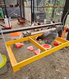 a gray bird eating watermelon from a tray in a caged area with other birds