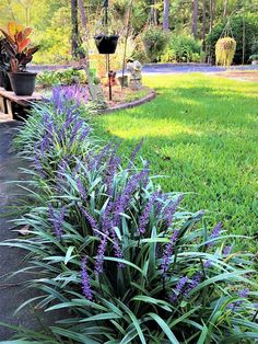 some purple flowers are growing in the grass