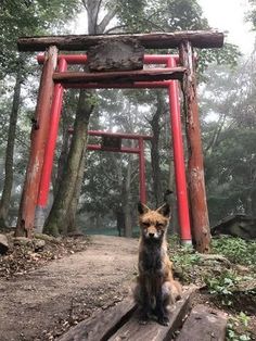 a fox sitting on top of a wooden platform in front of a red torimi