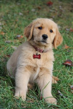 a puppy is sitting in the grass and looking at the camera