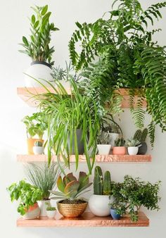 several potted plants are arranged on wooden shelves