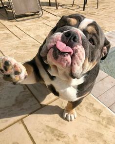 a dog standing on its hind legs with it's tongue out