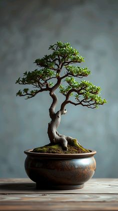 a bonsai tree in a pot on a table