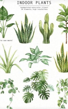 watercolor illustration of indoor plants