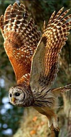 an owl is flying in the air near a tree