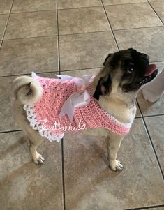 a pug dog wearing a pink sweater and white socks, standing on the floor