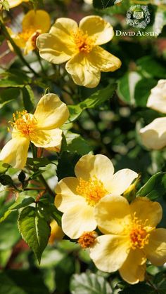 yellow flowers are blooming in the sun