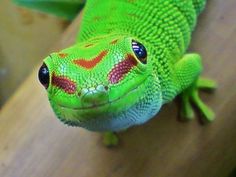 a close up of a green lizard on a wooden surface