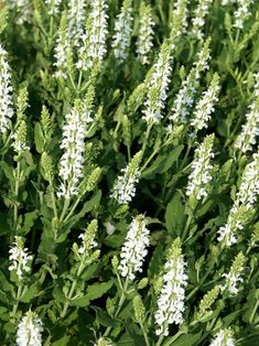 some white flowers are growing in the grass