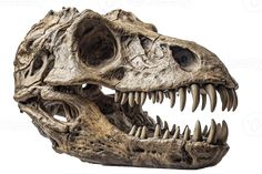 an animal skull with large teeth on it's face