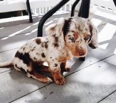 a small brown and black dog sitting on top of a wooden deck