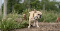 a small white dog standing on top of a dirt road next to tall grass and trees