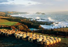 many barrels are lined up on the grass near the ocean