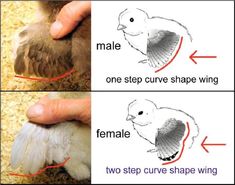 two pictures showing how to draw a bird's wing