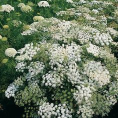 white flowers are growing in the green grass