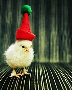 a small chicken wearing a red and green hat