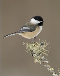 a black and white bird perched on top of a tree branch with lichen in the foreground