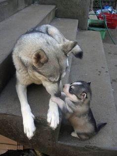 two husky puppies playing with each other on the ground in front of a concrete wall