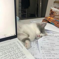 a cat sleeping on top of papers next to a laptop