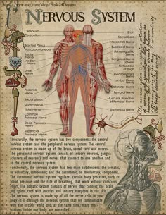 the nervous system is shown in this old book, with an illustration of its major functions