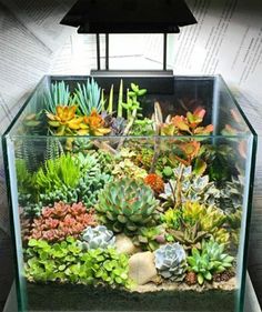 an aquarium filled with succulents and plants