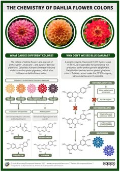 Blue Dahlia, Dahlia Flower, Image Types, Dahlia, Colorful Flowers, Pink And Orange, Black And Red, Blue Color, Science