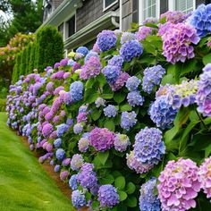 a row of purple and blue flowers in front of a house