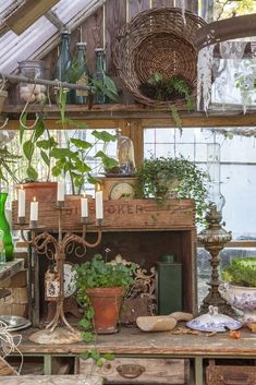 a room filled with lots of potted plants next to a fire place and windows