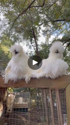 two small white chickens sitting on top of a wooden fence