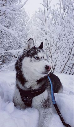 a husky dog is sitting in the snow with his leash tied to it's mouth